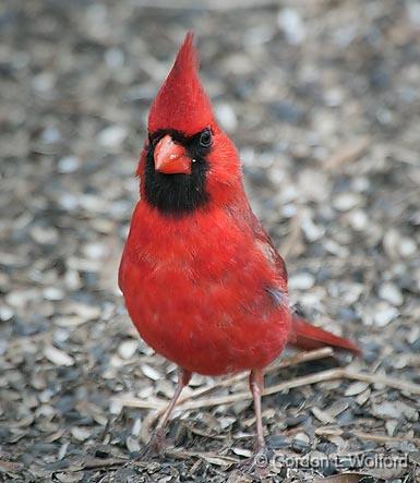 Cardinal On The Ground_24776.jpg - Northern Cardinal (Cardinalis cardinalis) photographed at Ottawa, Ontario, Canada.